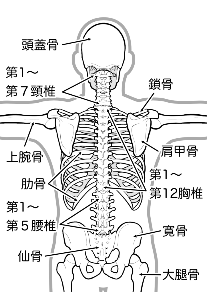 バックネックポイント